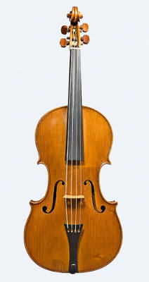 Viola