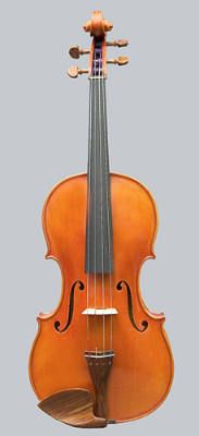 Viola