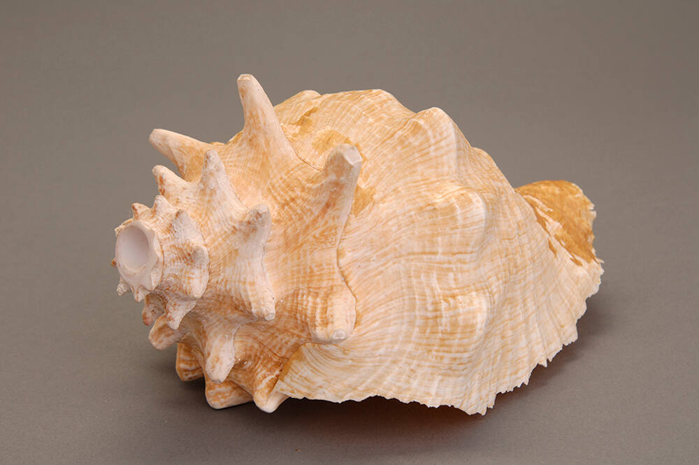 Conch-shell trumpet