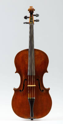 Viola