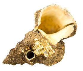 Conch shell trumpet