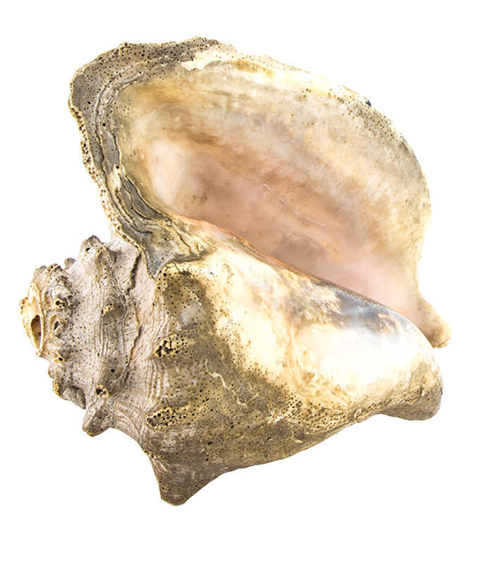 Conch shell trumpet