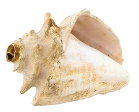 Conch shell trumpets, set of three (3)