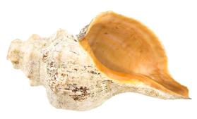 Conch shell trumpet