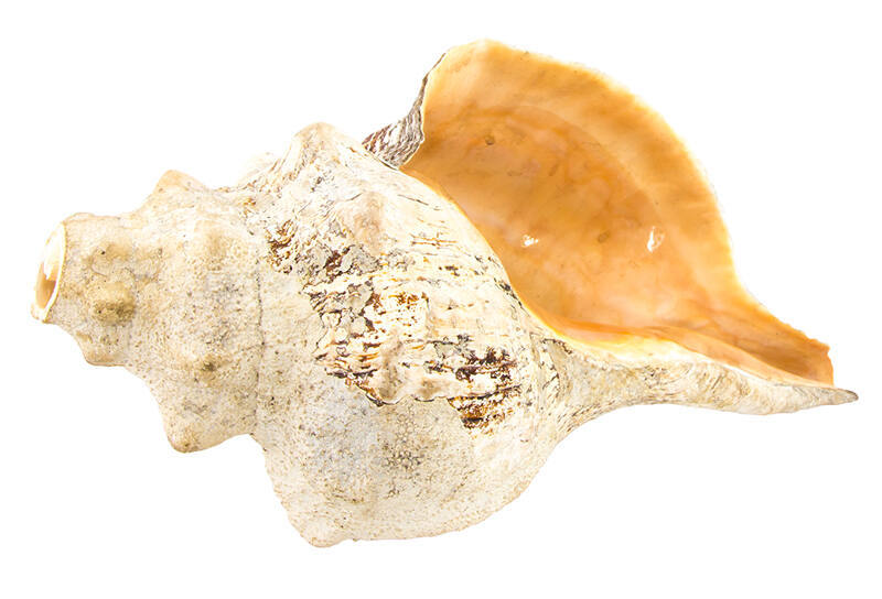 Conch shell trumpet