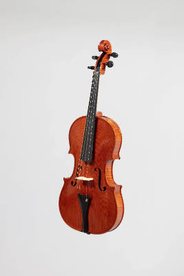 Viola